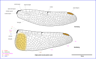 Diplacodes haematodes wing diagram 1216.svg