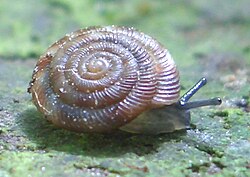 Discus rotundatus