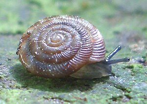Spotted bowl snail (Discus rotundatus)