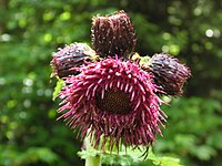 Cirsium waldsteinii