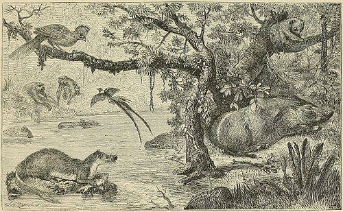 SCENE IN WEST AFRICA, WITH CHARACTERISTIC ANIMALS.