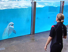 Boudewijn Seapark dolphinarium in Bruges, Belgium Dolphinarium Boudewjinpark 05.JPG