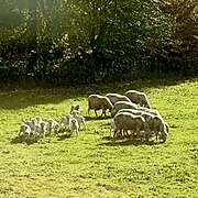 Domestic Sheep imported from iNaturalist photo 327609202 on 13 October 2023.jpg