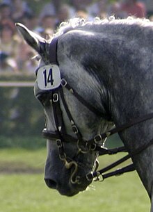 Double bridle, with both curb and snaffle bits. Double-bridle-close-up.jpg