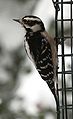 Downy Woodpecker - female