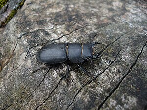 Trituratore uncinato (Dorcus parallelipipedus), maschio