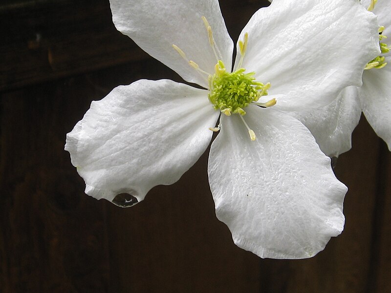 File:Dripping clematis (8735378739).jpg