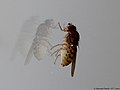 Drosophila meridiana Wheeler, 1942