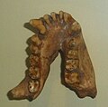 Mandibola di Dryopithecus fontani