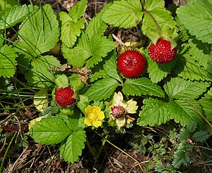 Mock strawberry (Potentilla indica)