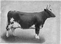 EB1911 Cattle - AYRSHIRE COW.jpg