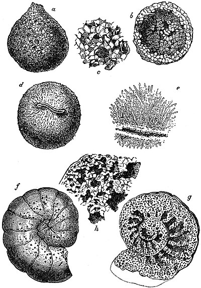 EB1911 Foraminifera - arenaceous.jpg