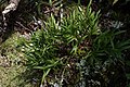 Earina autumnalis New Zealand - Tararua Forest Park