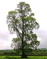 iep (Ulmus)