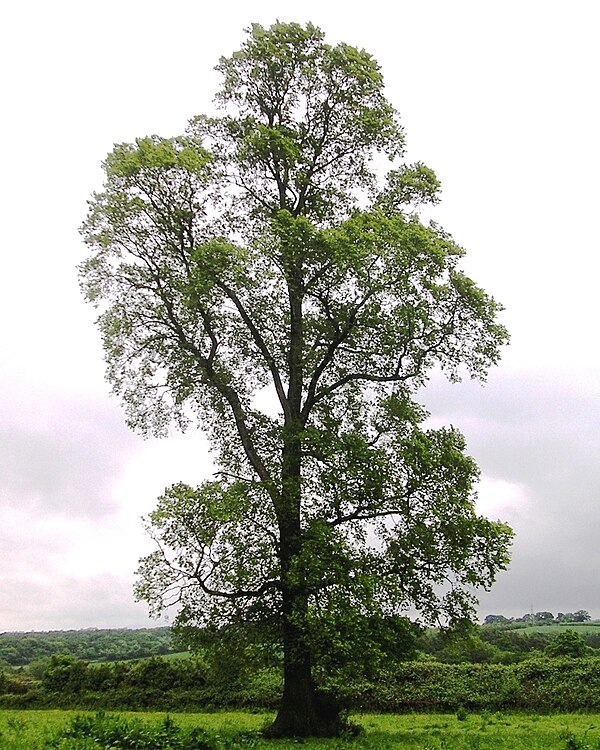 File:East Coker elm, 2.jpg