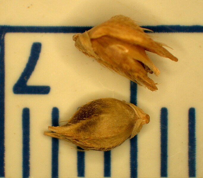 File:Echinochloa crus-galli 15-p.bot-echi.crugal-43.jpg