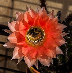 Cactus with blossom