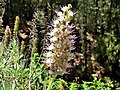 Echium virescens