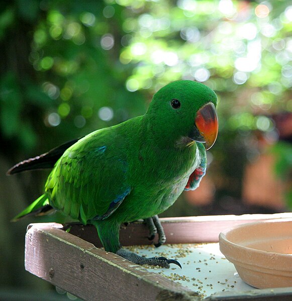 File:Eclectus Parrot (Eclectus roratus) -male.jpg