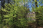 Eiche im Wald beim Strehlhof auf dem Gelände des Wasserhochbehälters