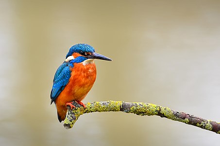 Common kingfisher (Alcedo atthis)