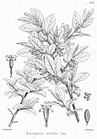 <i>Elaeagnus latifolia</i> Species of flowering plant
