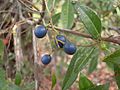 Elaeocarpus reticulatus fruit 1.jpg