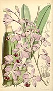 Encyclia dichroma