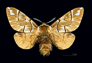 Endromidae Family of moths