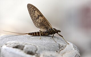 Heptageniidae Family of mayflies