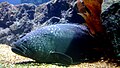 Giant Grouper at Siam Ocean World.