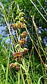 Epipactis helleborine Germany - Forchheim (Rheinstetten)