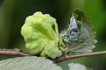 Eriosoma lanuginosum on Ulmus sp.