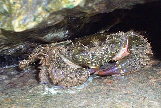 Eriphiidae Family of crabs