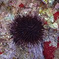 * Nomination Purple sea urchin (Paracentrotus lividus), Cabo de Palos, Spain --Poco a poco 06:18, 3 June 2023 (UTC) * Promotion  Support Good quality. --NoNickFinder 08:29, 4 June 2023 (UTC)