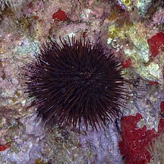 File:Erizo de mar (Paracentrotus lividus), Cabo de Palos, España, 2022-07-15, DD 96.jpg (Category:Paracentrotus lividus)