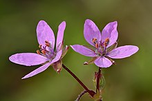 Erodium cicutarium flowers - Keila.jpg