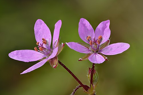 Fleurs d'Erodium Cicutarium, détail sur les étamines