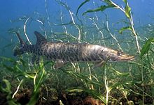 Esox masquinongyeditcrop.jpg