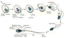 Сперматида поступово перетворюється у сперматозоїд