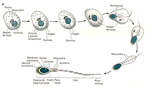 Espermatozoide: Historia, Espermatogénesis, Estructura del espermatozoide humano