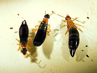 <i>Euborellia</i> genus of insects