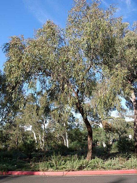 File:Eucalyptus dives habit.jpg