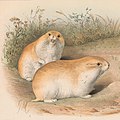 Przewalski's steppe lemming