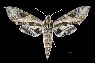 <i>Eumorpha megaeacus</i> Species of moth