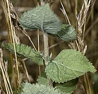 Detail of stem and leaves. (Photo by Robert H. Mohlenbrock)