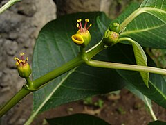 Euphorbia pulcherrima.