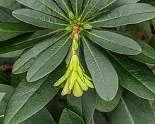 Euphorbia amygdaloides var. robbiae. 06-02-2020. (d.j.b) 02.jpg