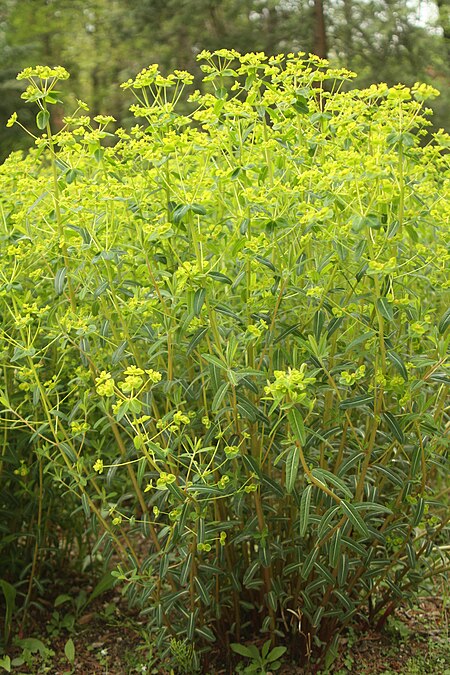 Tập_tin:Euphorbia_pekinensis.JPG