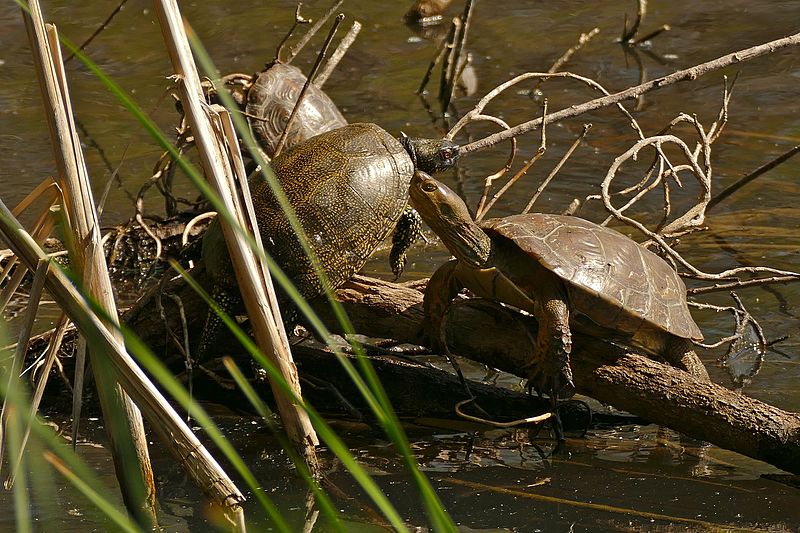 File:European Pond Turtle (Emys orbicularis)(middle) and 2 Mediterranean Pond Turtles (Mauremys leprosa) (26232523730).jpg